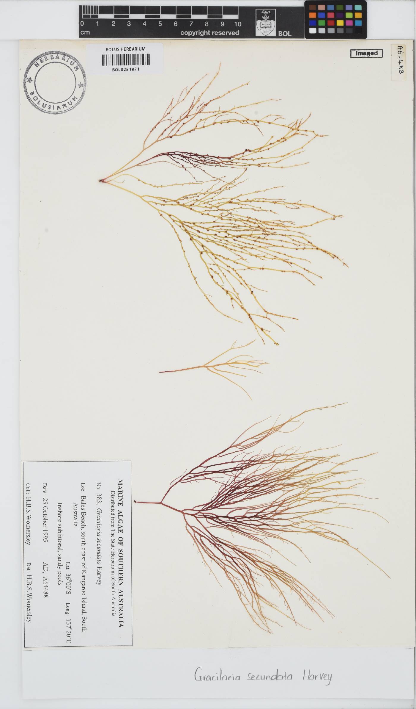 Gracilaria secundata image
