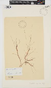 Image of Gracilariopsis andersonii