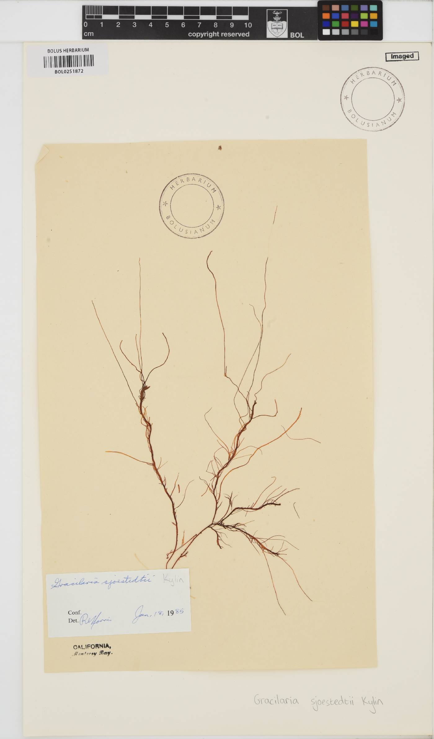 Gracilariopsis andersonii image
