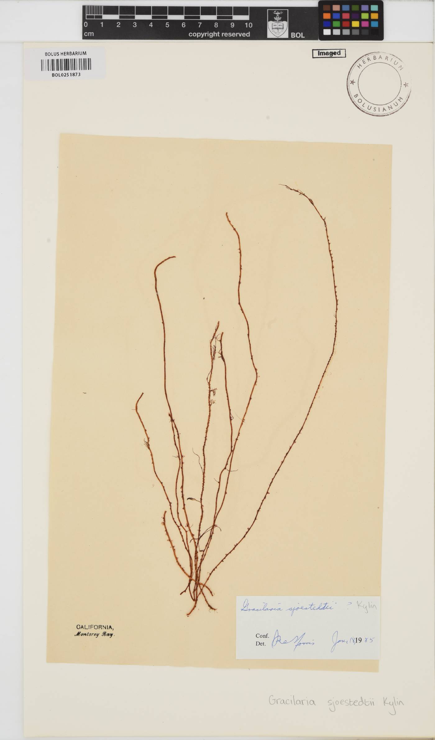 Gracilariopsis andersonii image