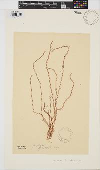 Gracilariopsis andersonii image