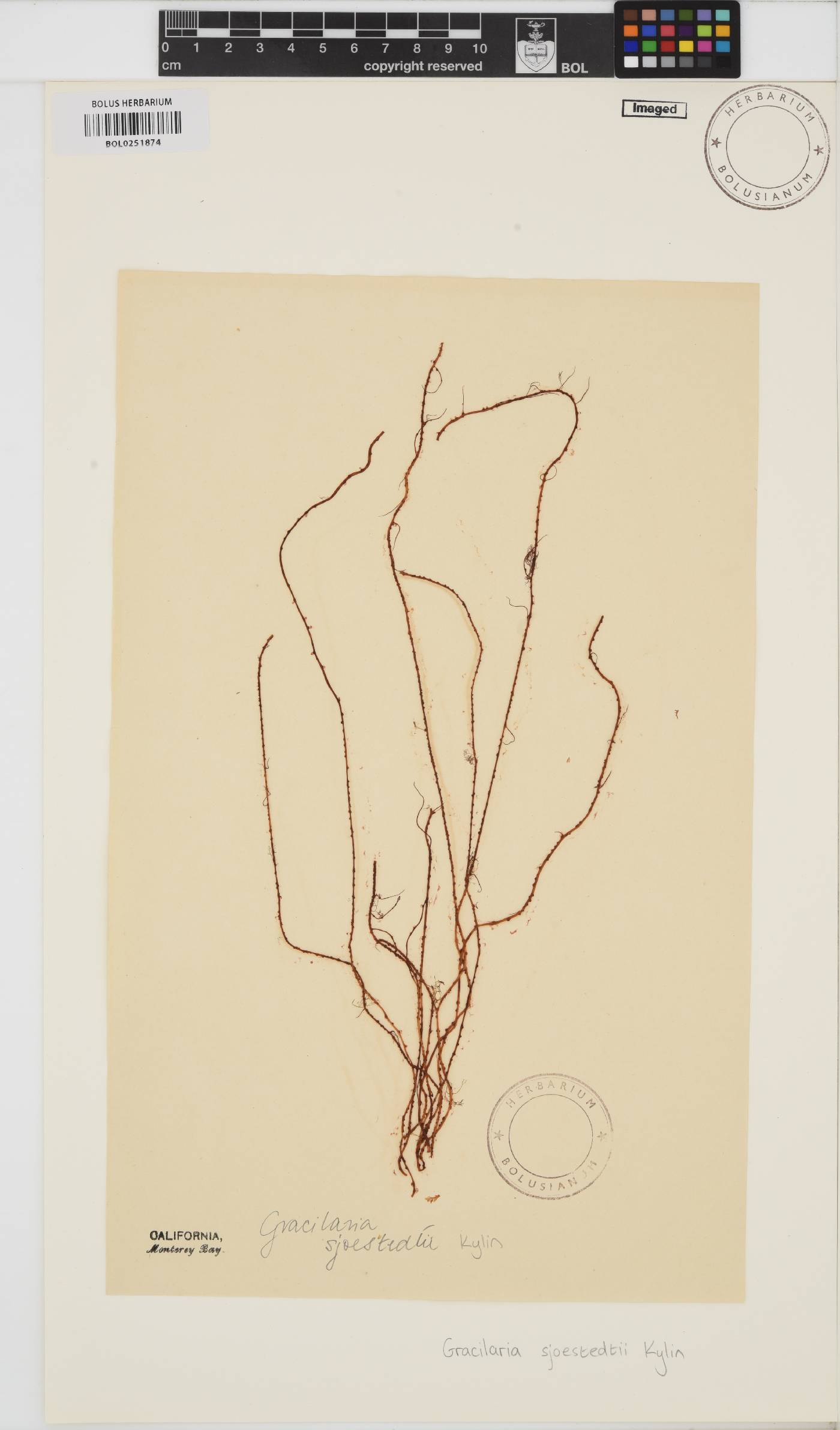 Gracilariopsis andersonii image