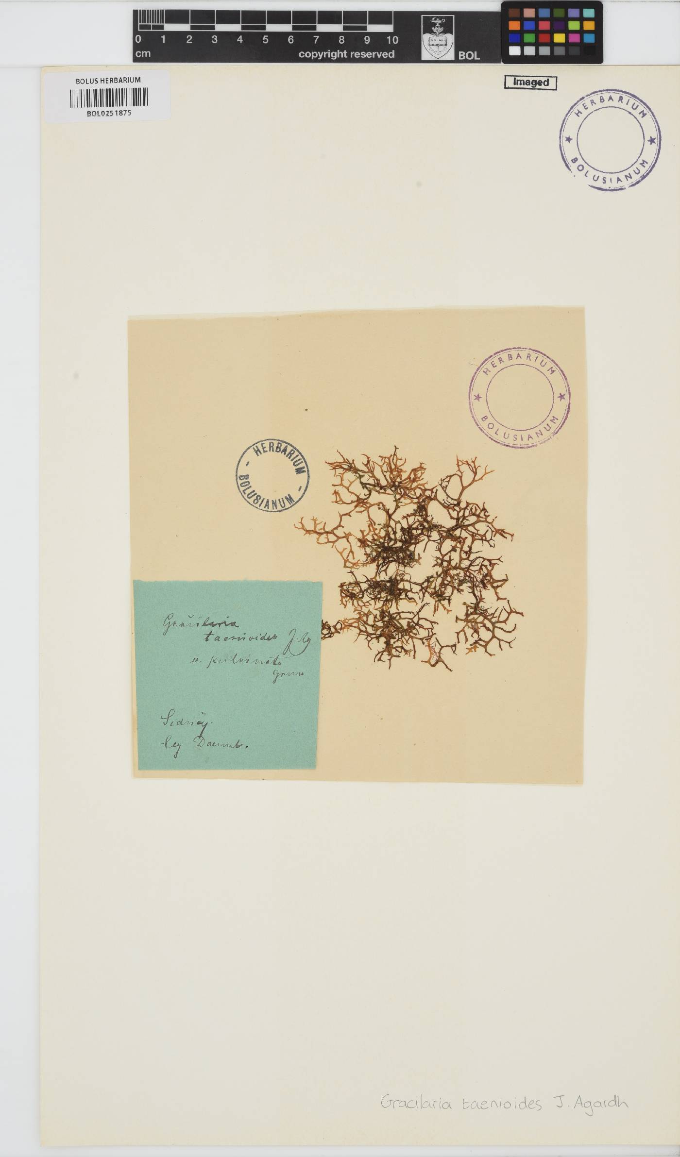Gracilaria edulis image