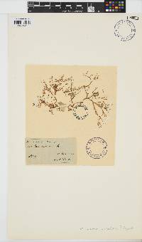 Gracilaria edulis image