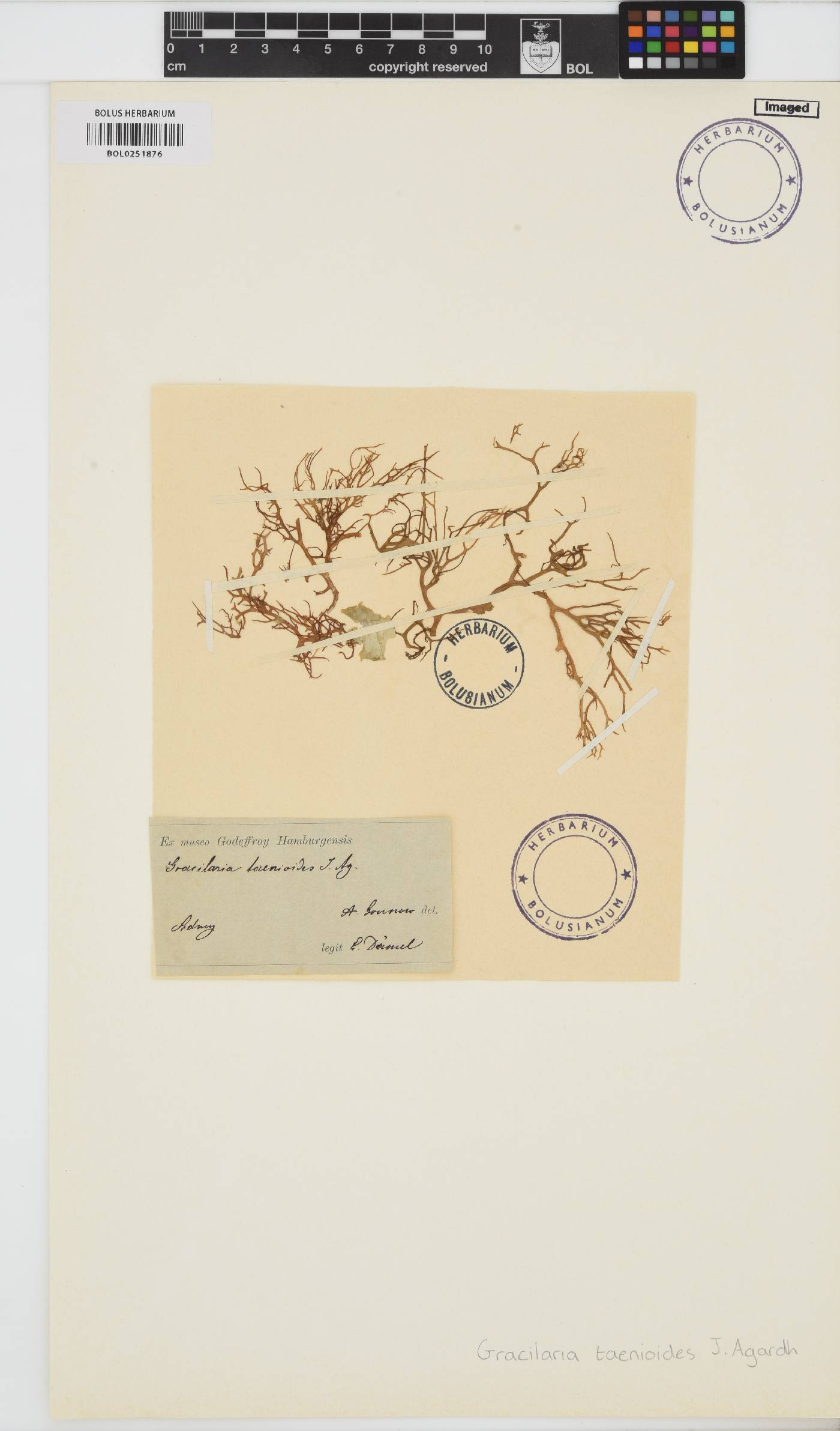 Gracilaria edulis image