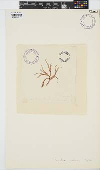 Gracilaria edulis image