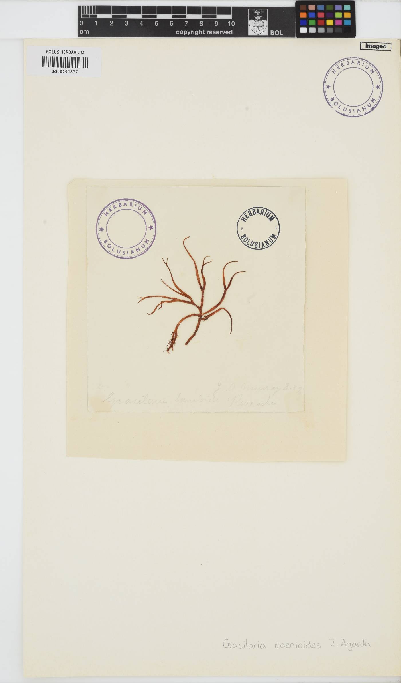 Gracilaria edulis image