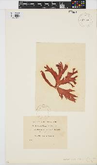 Image of Gracilaria textorii