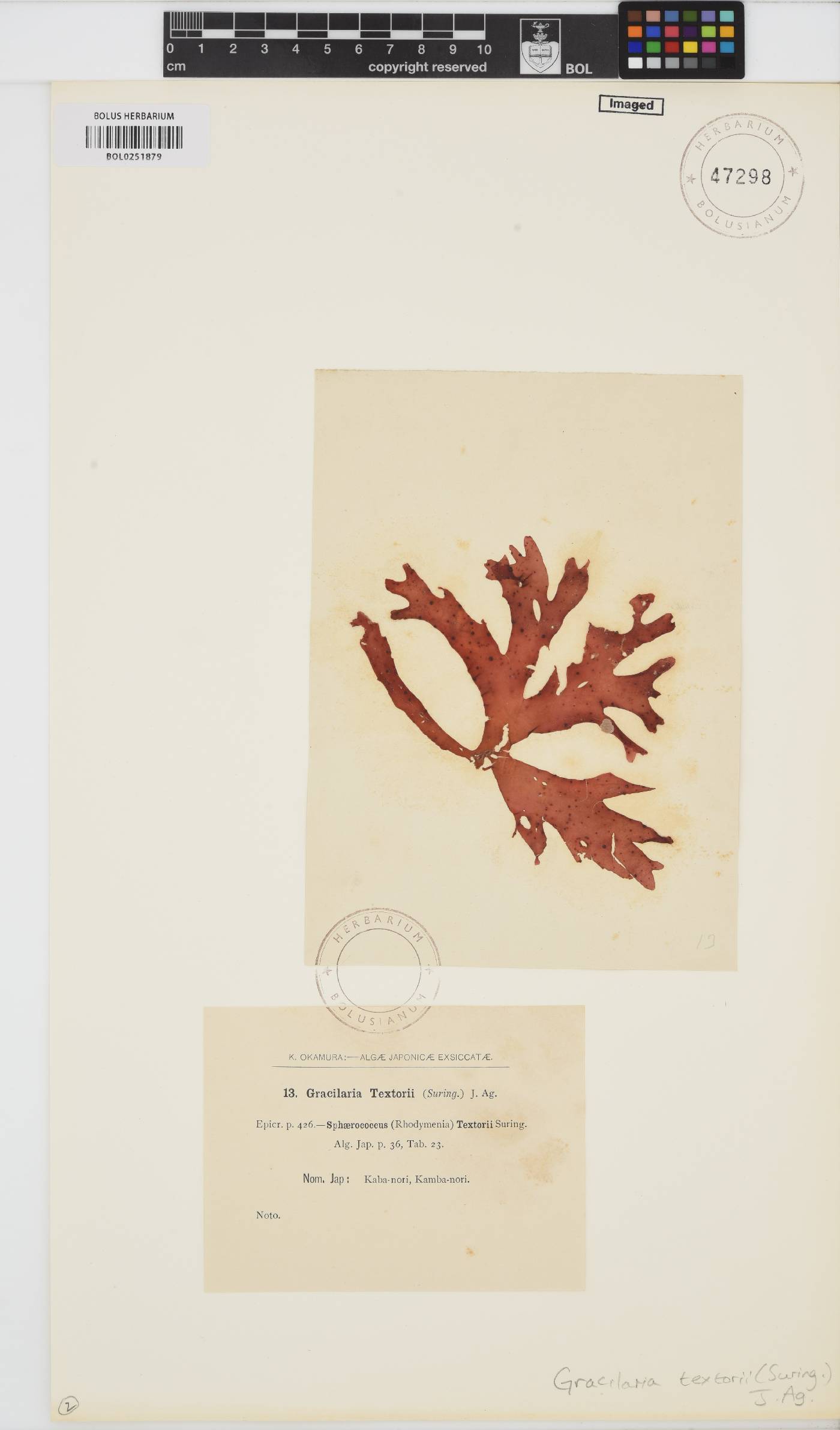 Gracilaria textorii image