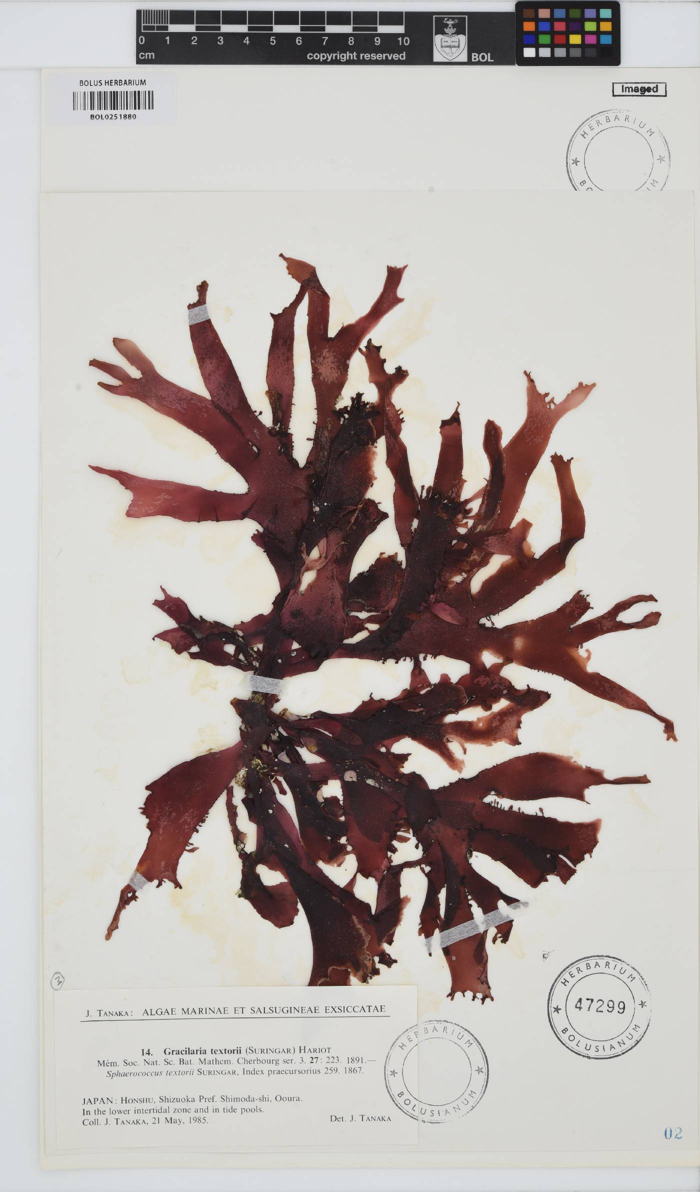 Gracilaria textorii image