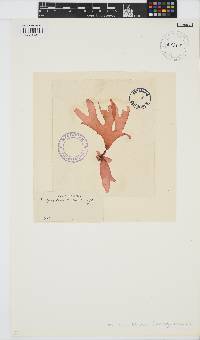Gracilaria textorii image