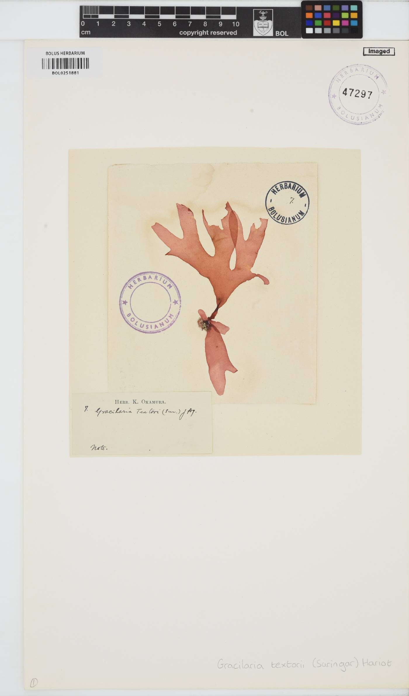 Gracilaria textorii image