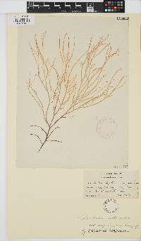 Gracilaria tikvahiae image