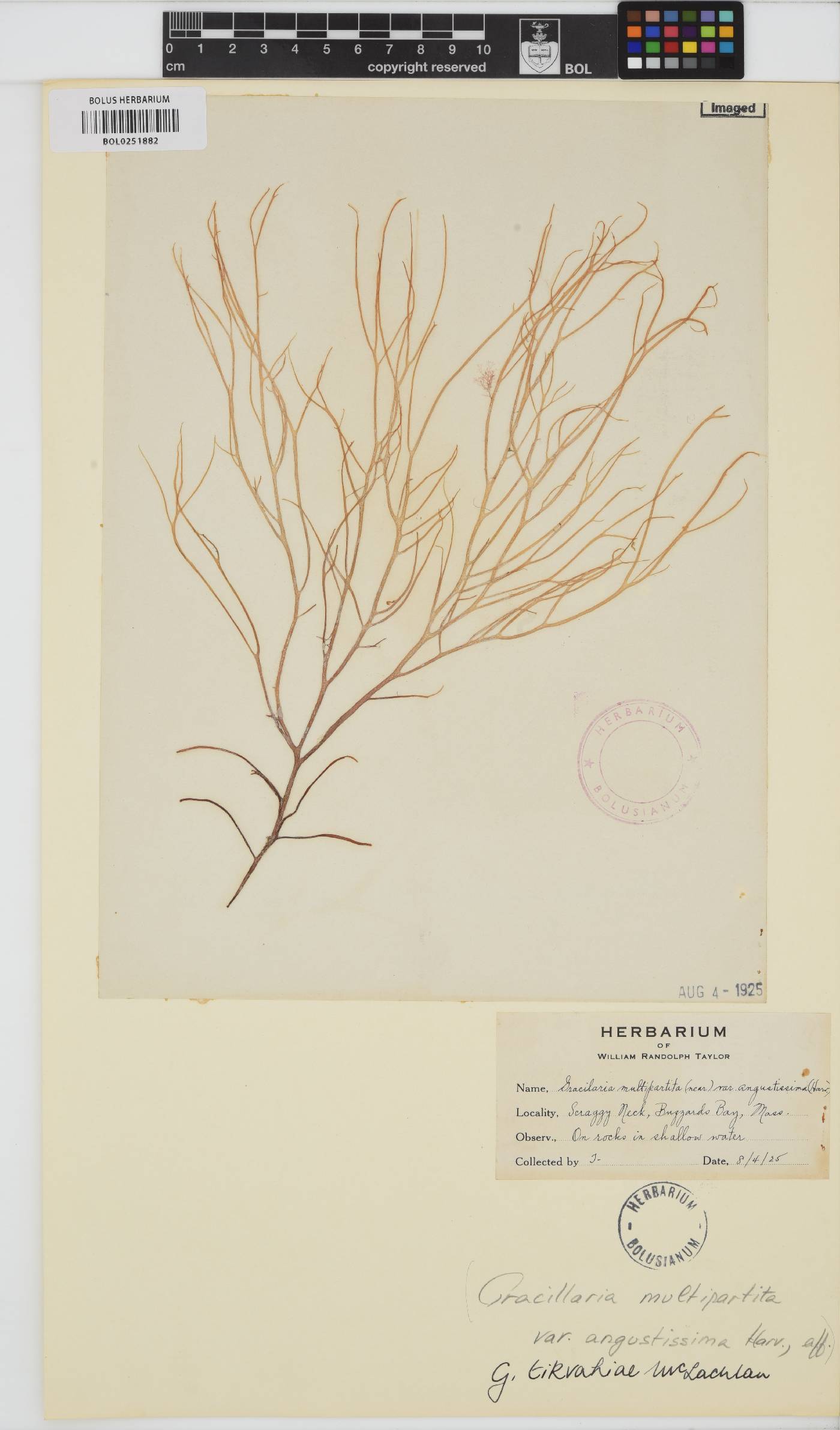 Gracilaria tikvahiae image