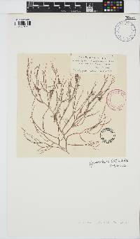 Gracilaria tikvahiae image