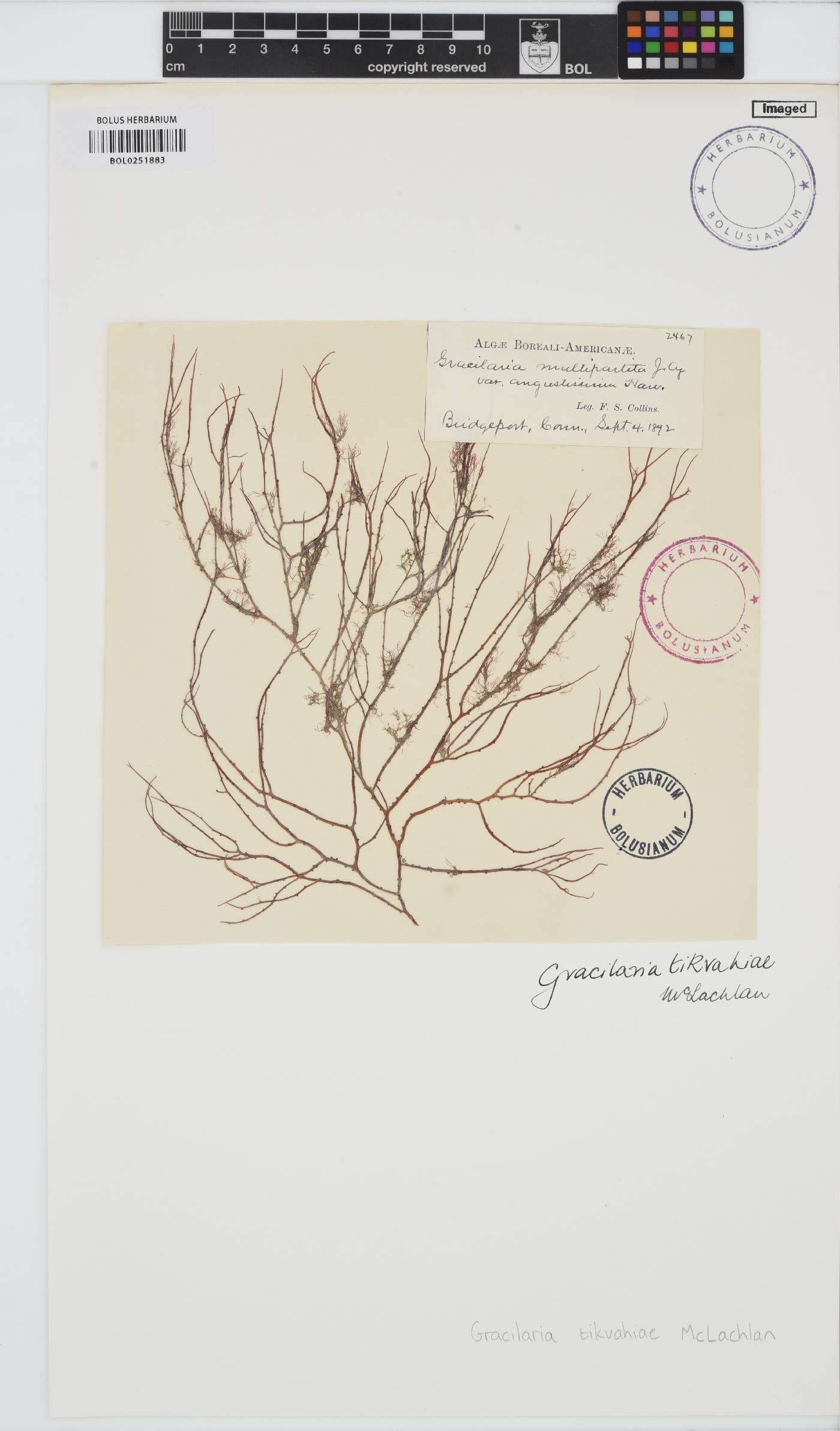 Gracilaria tikvahiae image