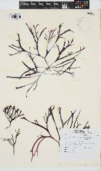 Gracilaria tikvahiae image
