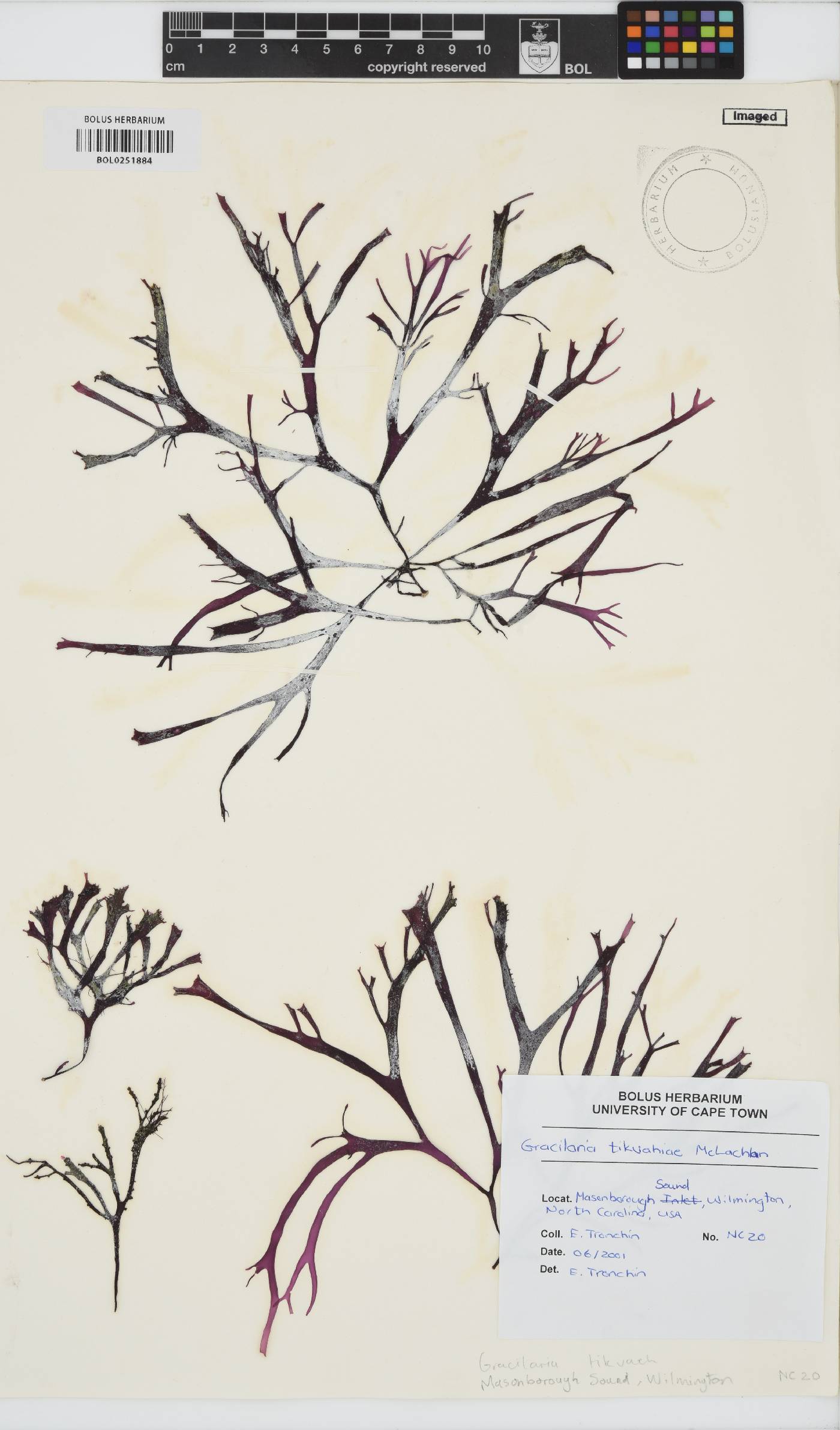 Gracilaria tikvahiae image
