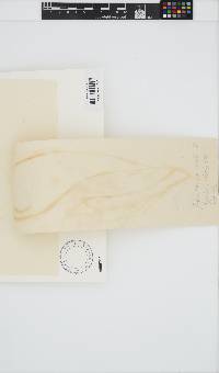 Gracilariopsis longissima image