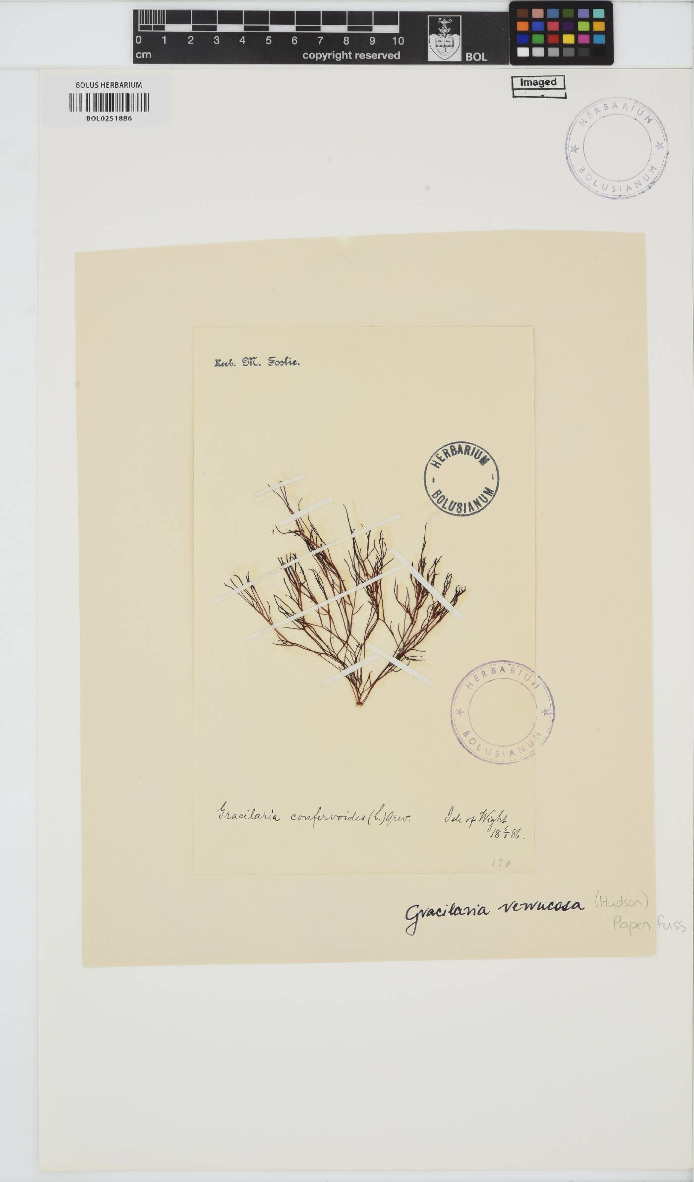 Gracilariopsis longissima image