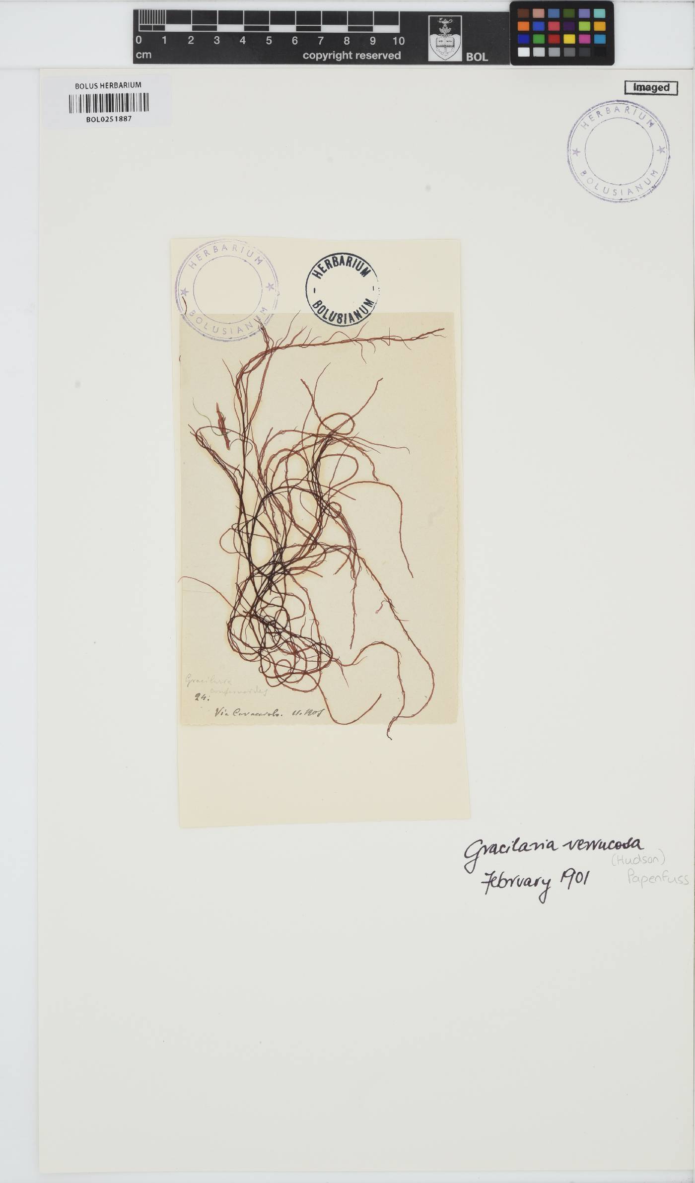Gracilariopsis longissima image