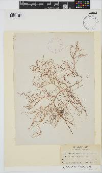 Gracilariopsis longissima image