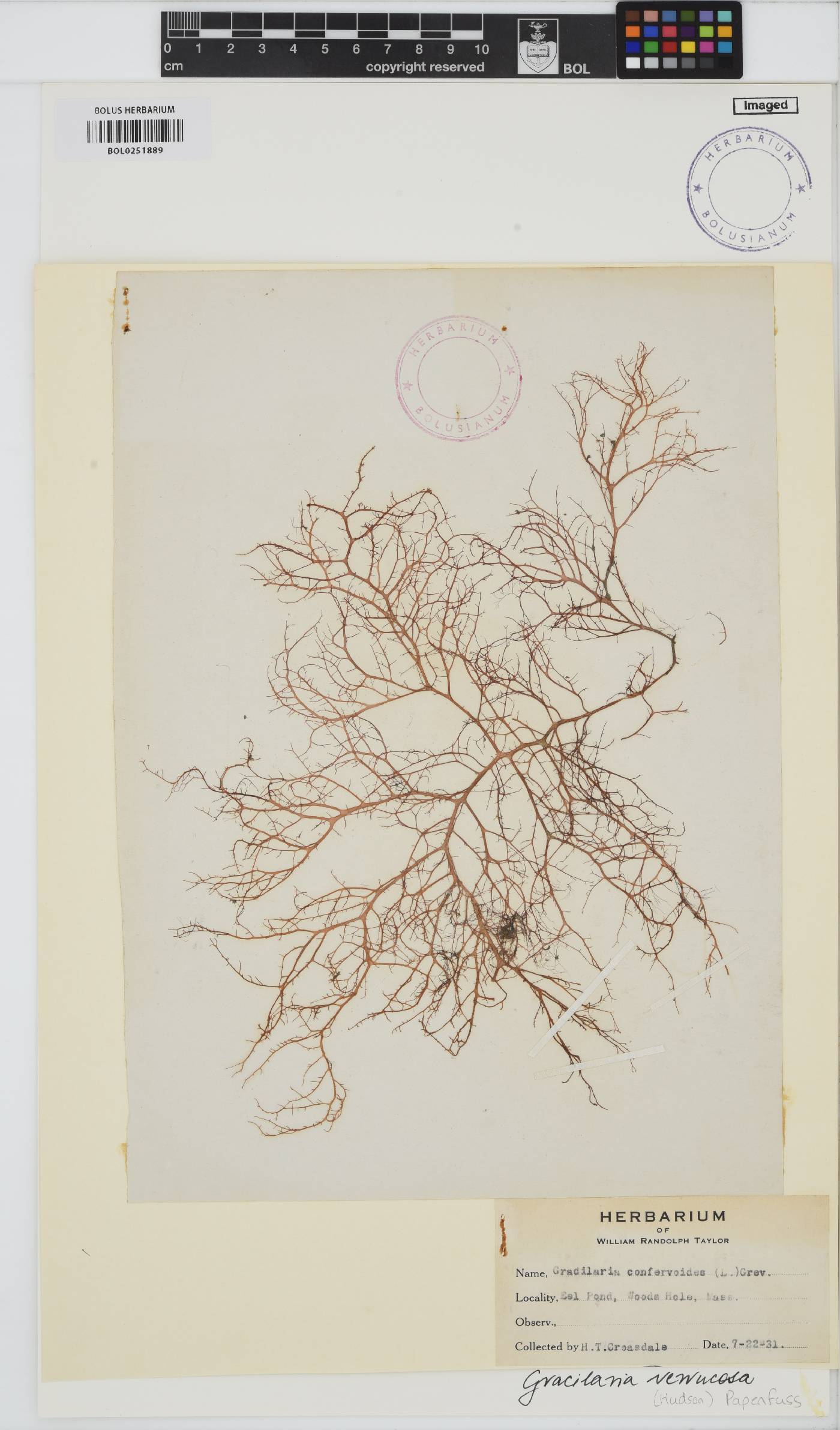Gracilariopsis longissima image