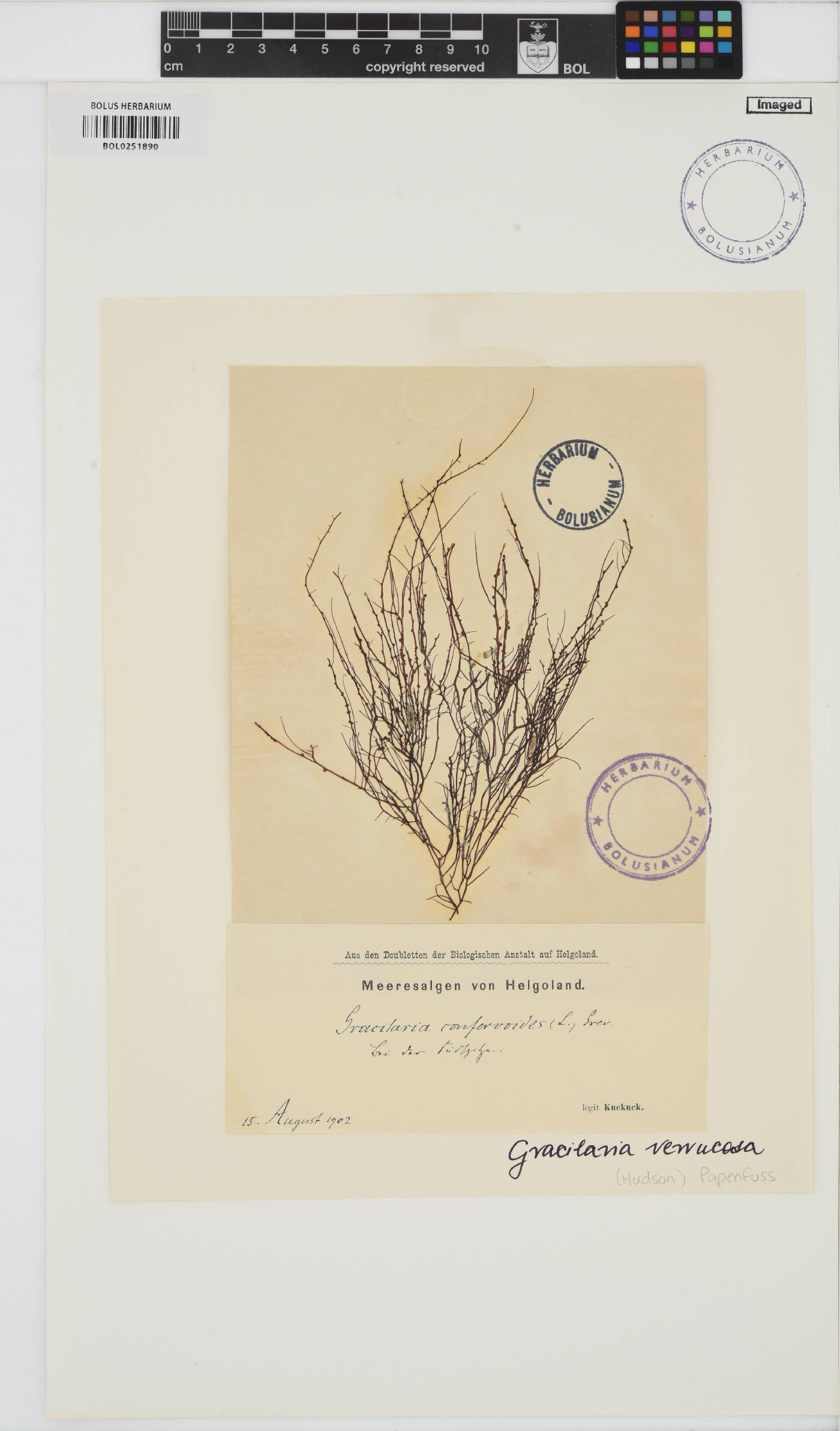 Gracilariopsis longissima image