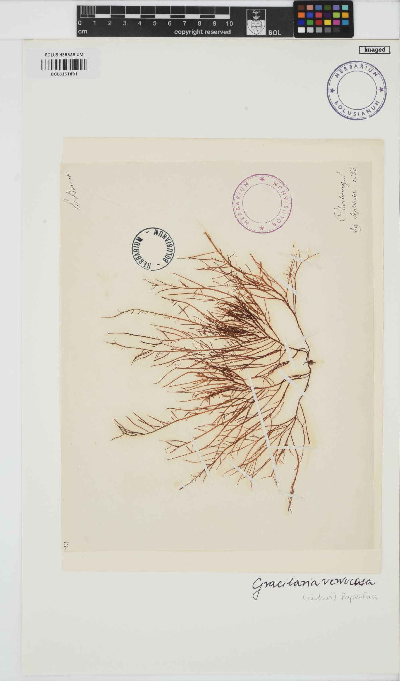 Gracilariopsis longissima image