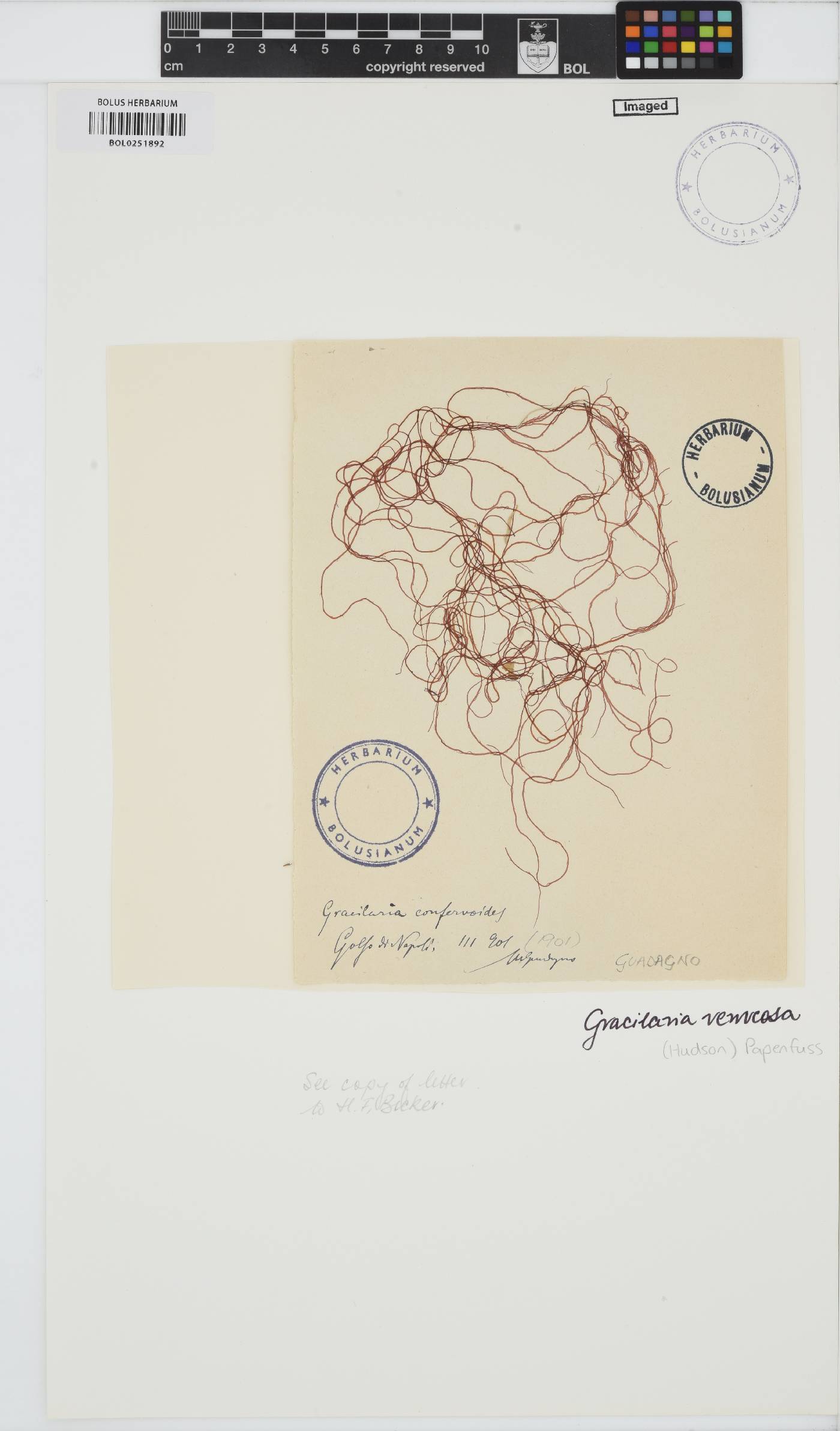 Gracilariopsis longissima image