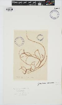 Gracilariopsis longissima image