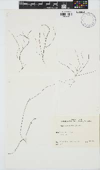 Gracilariopsis longissima image