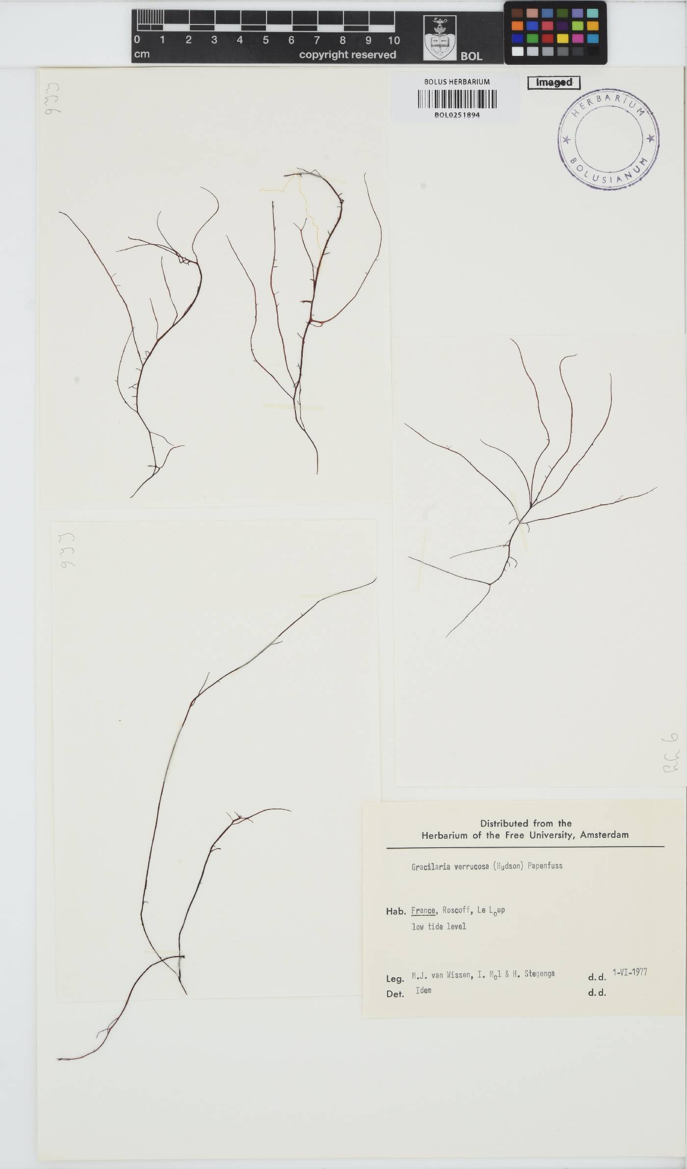 Gracilariopsis image