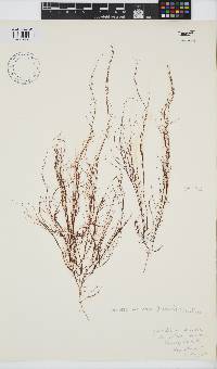 Gracilariopsis longissima image