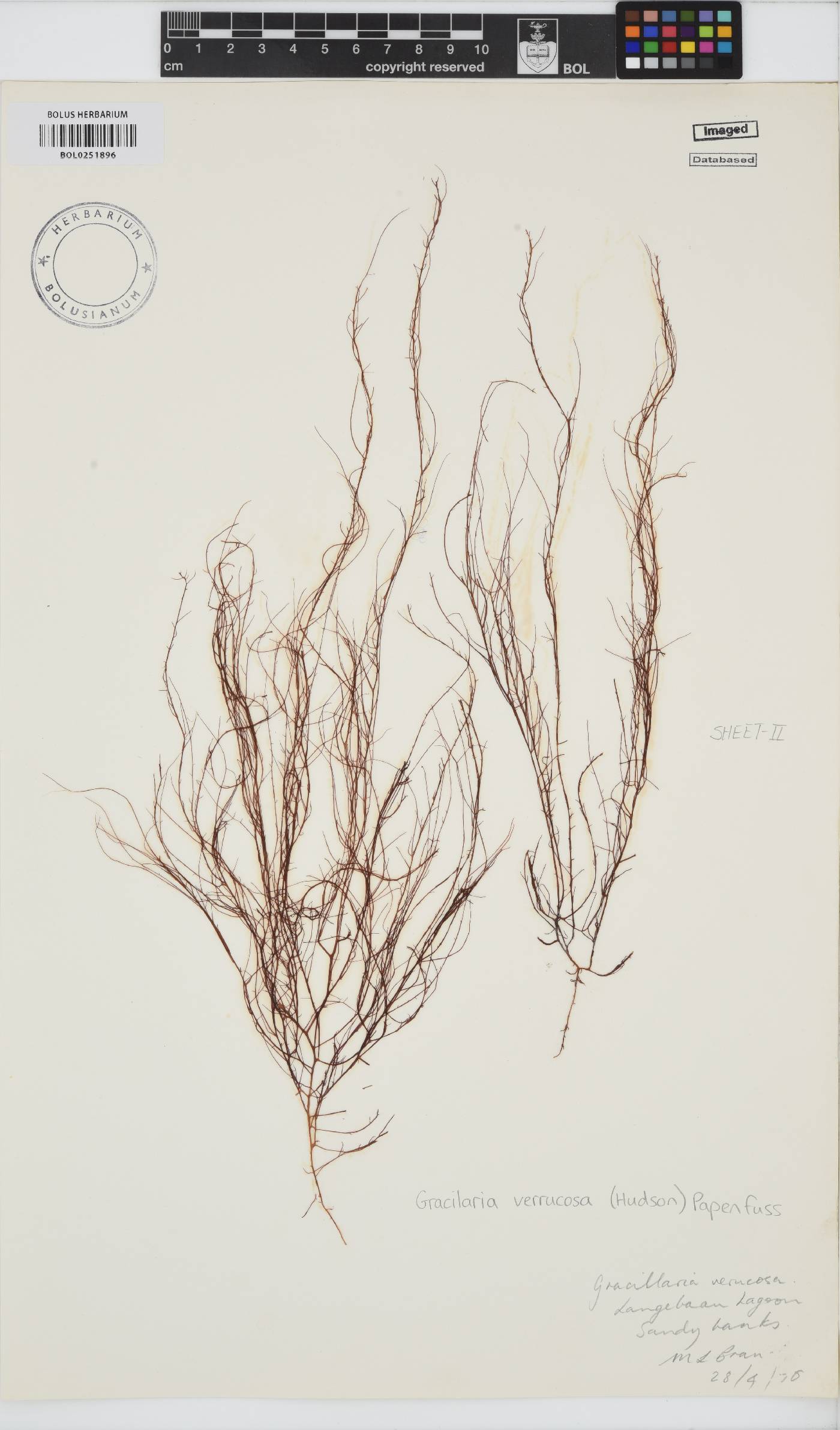 Gracilariopsis longissima image