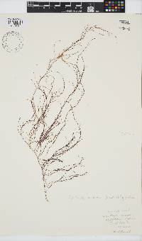 Gracilariopsis longissima image
