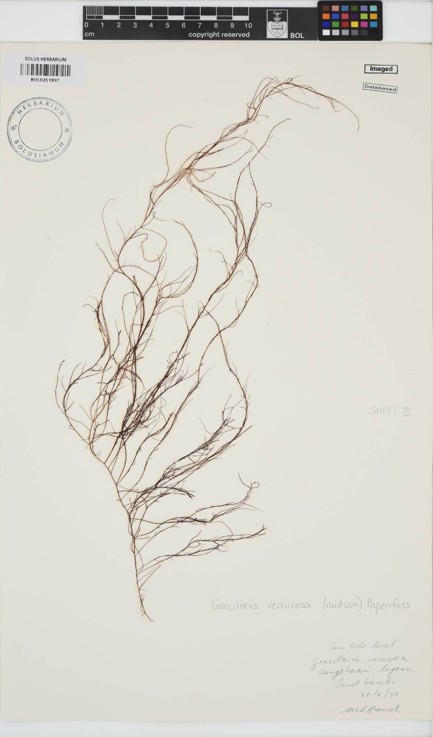 Gracilariopsis longissima image
