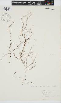 Gracilariopsis longissima image