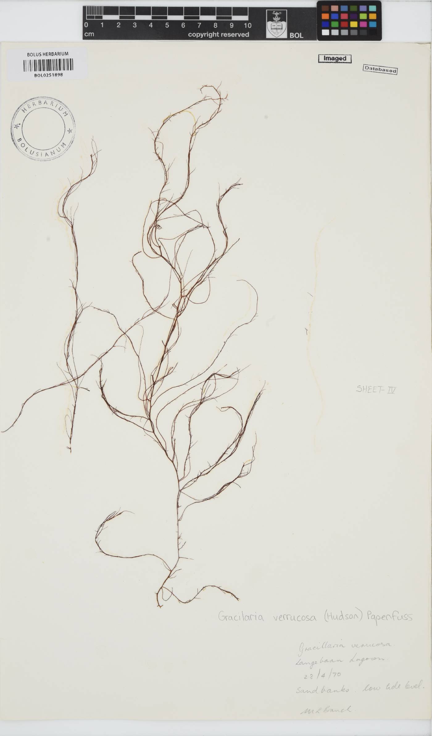 Gracilariopsis longissima image