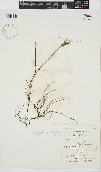 Gracilariopsis longissima image