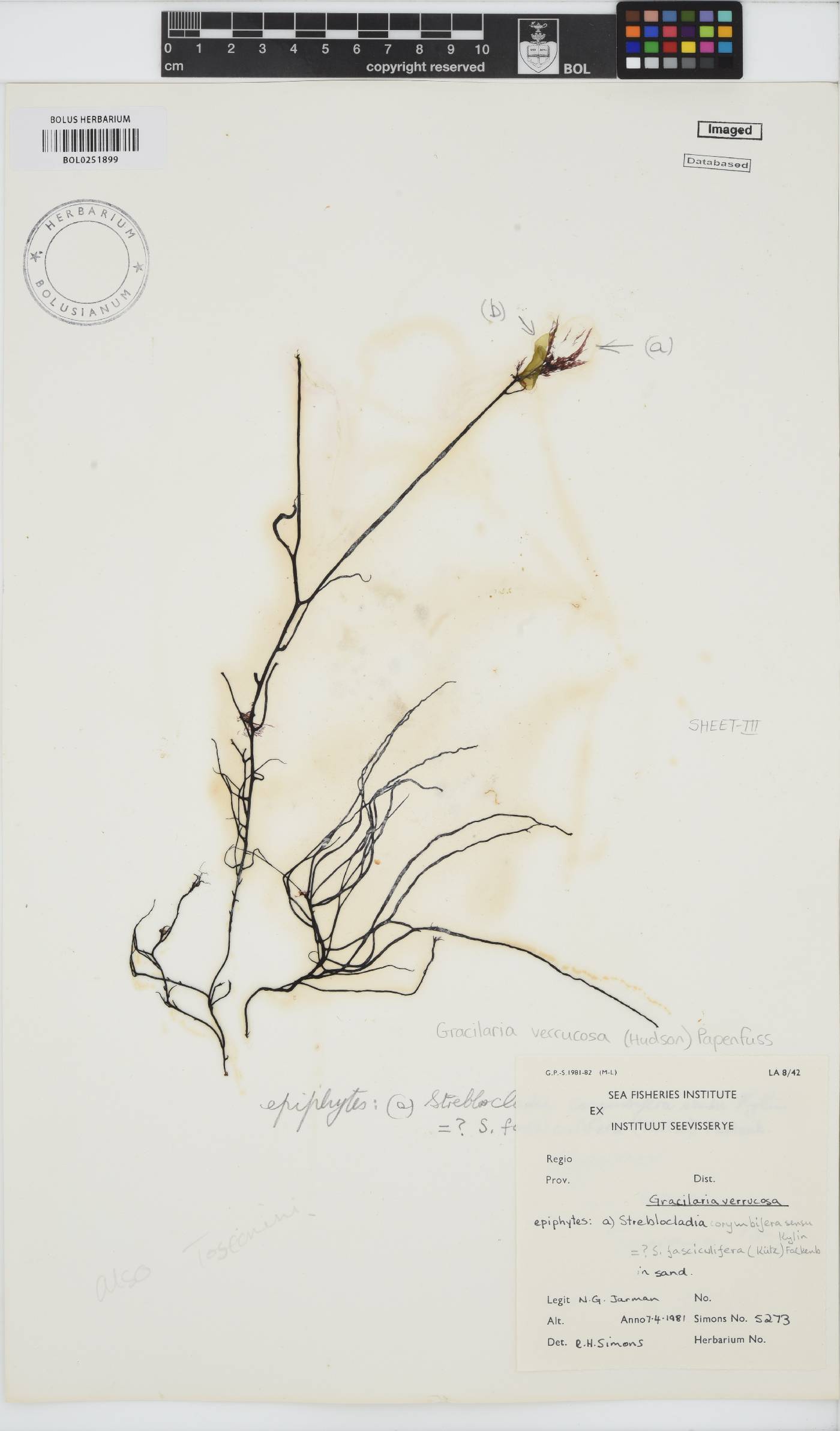 Gracilariopsis longissima image