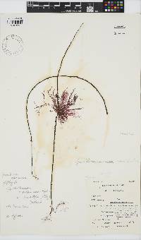Gracilariopsis longissima image
