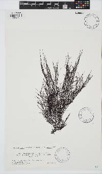 Gracilariopsis longissima image