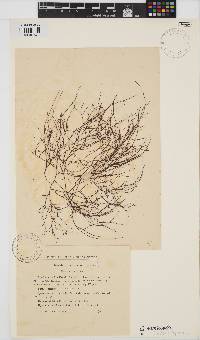 Gracilariopsis longissima image