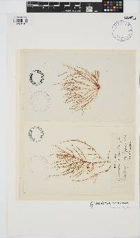 Gracilariopsis longissima image