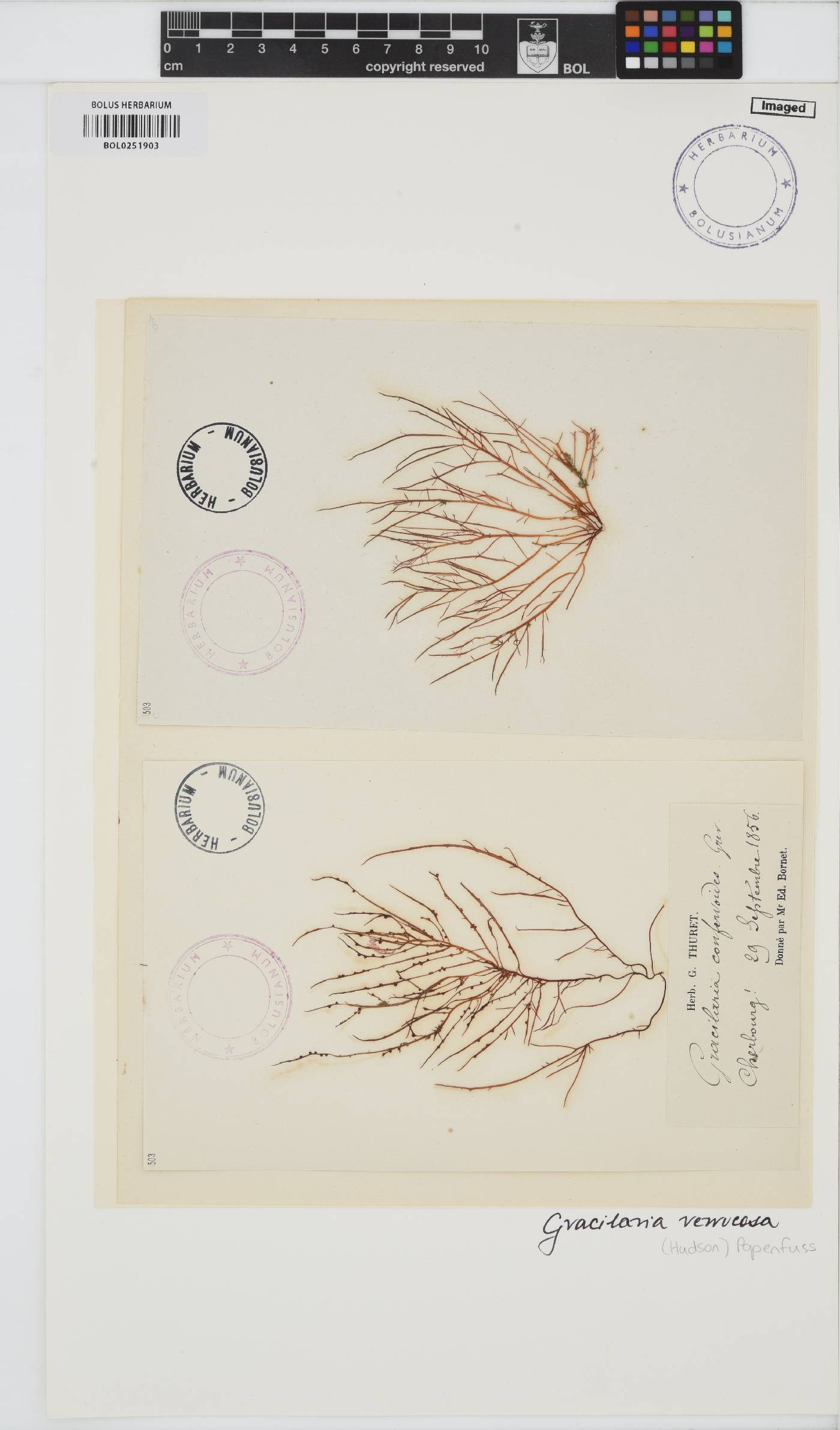 Gracilariopsis image
