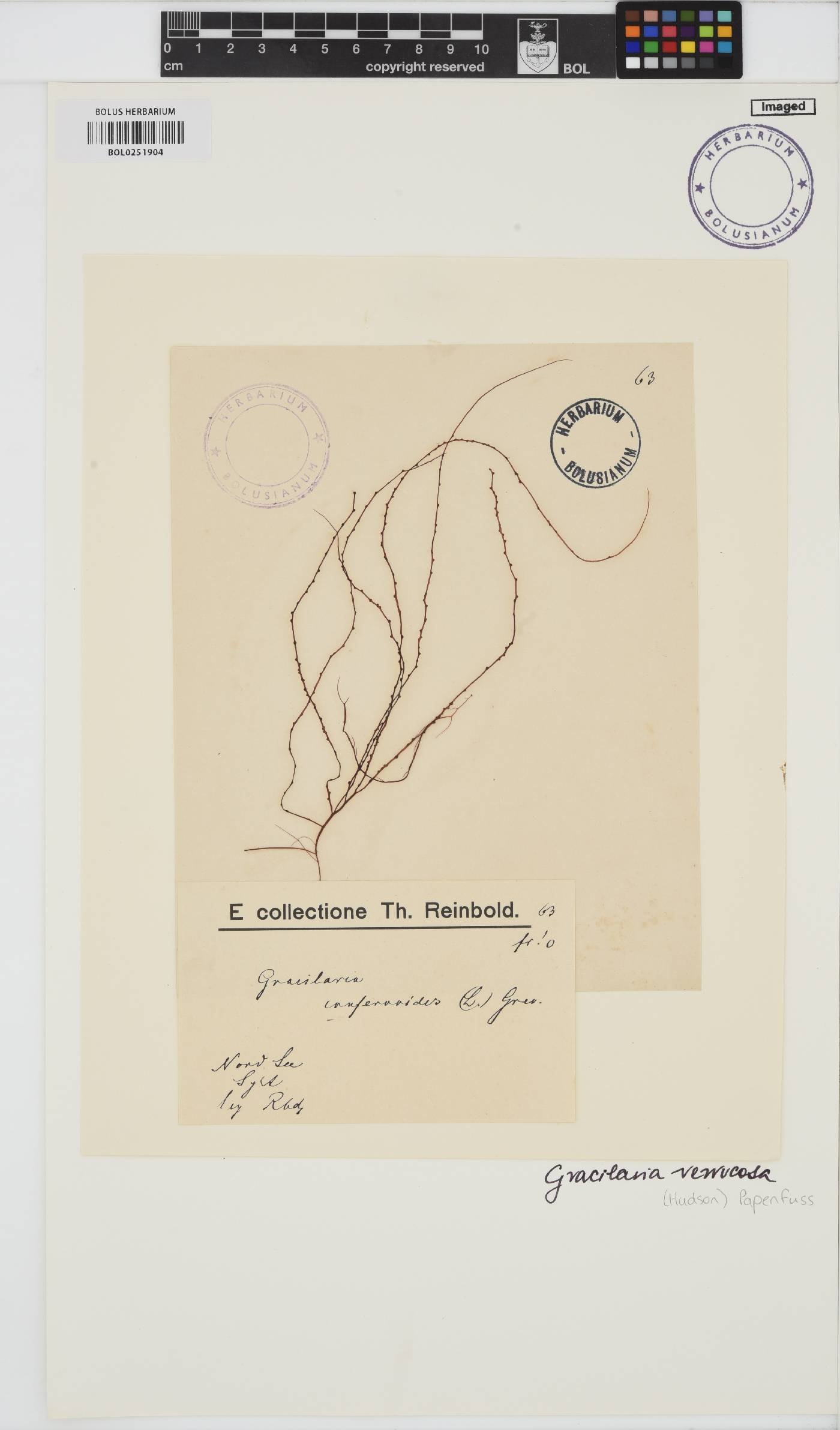Gracilariopsis longissima image