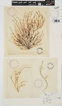 Gracilariopsis longissima image
