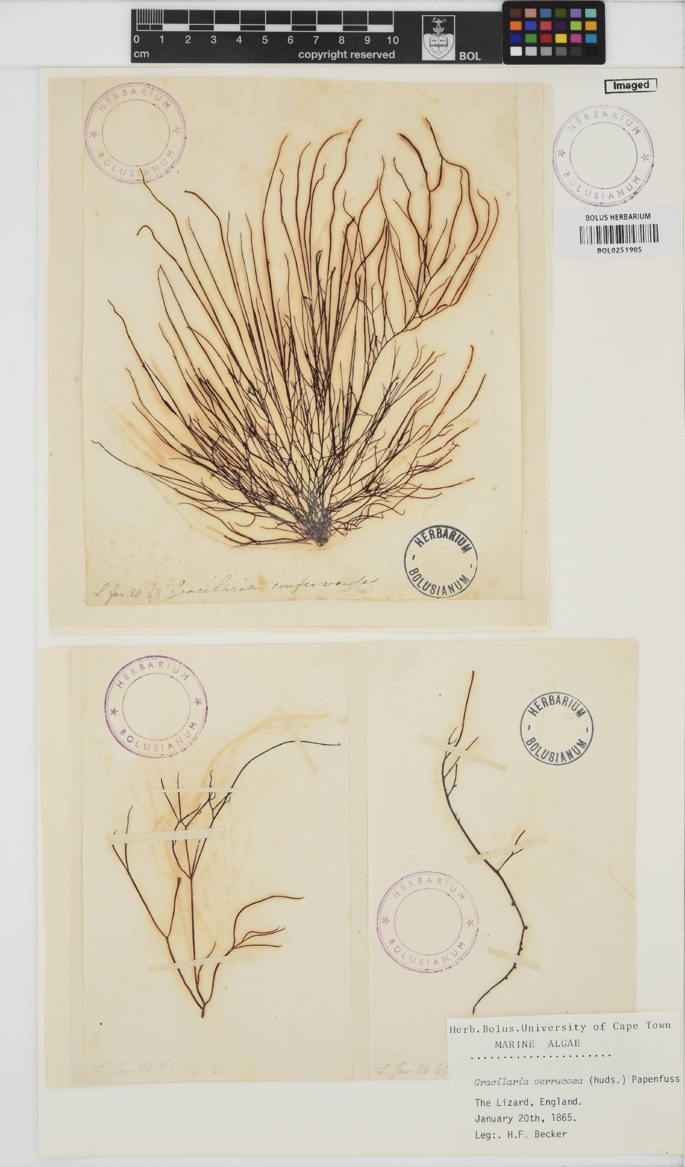 Gracilariopsis longissima image