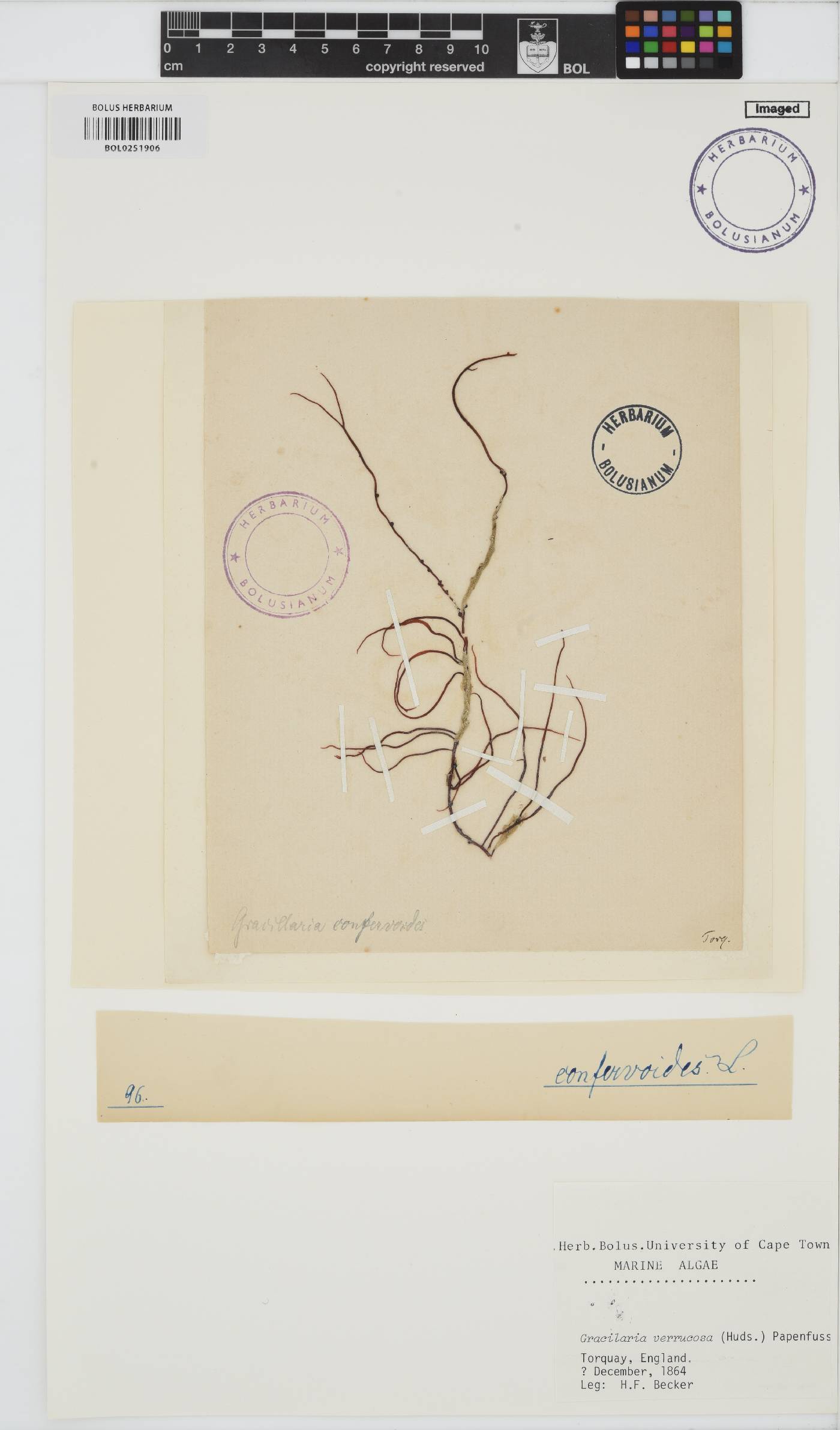 Gracilariopsis image